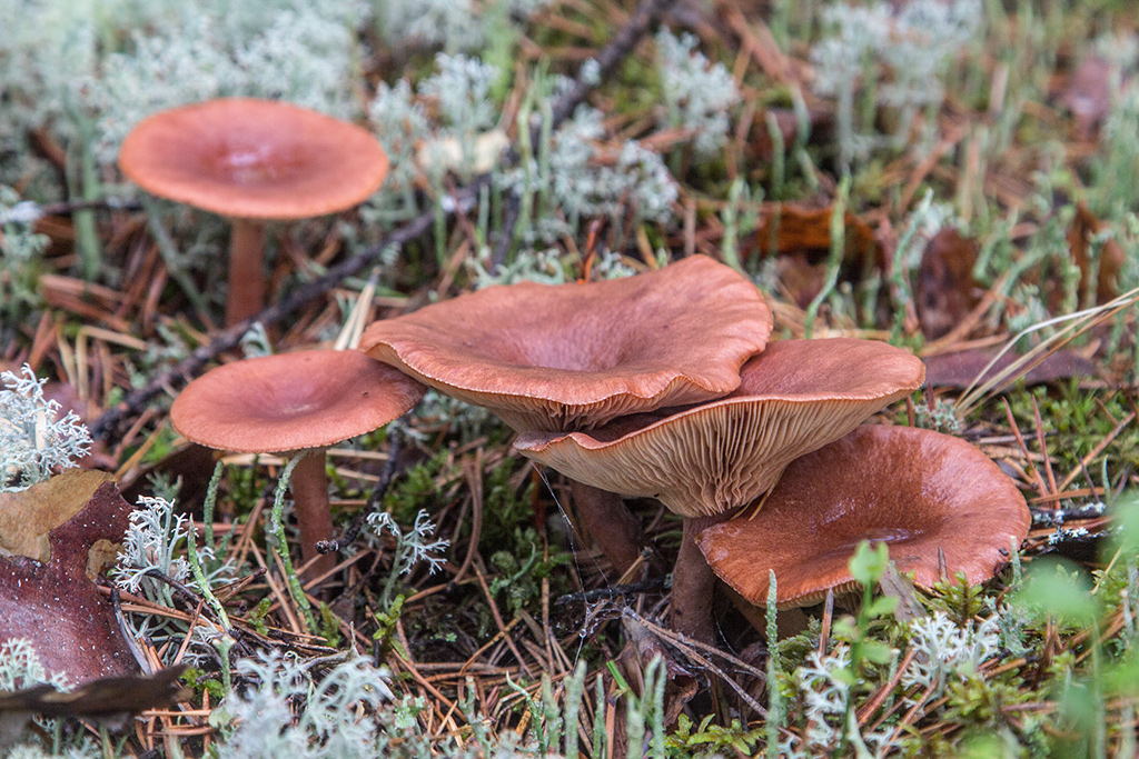 Lactarius rufus 