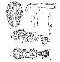 Myrmica transsibirica 