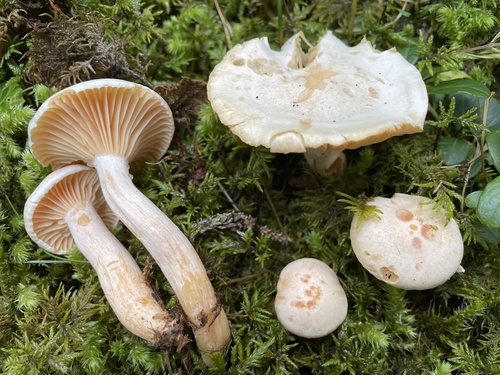 Hygrophorus melizeus