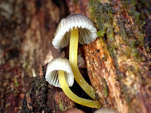 Mycena epipterygia