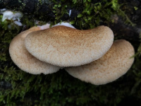 Crepidotus mollis 