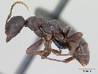 Polyergus nigerrimus 