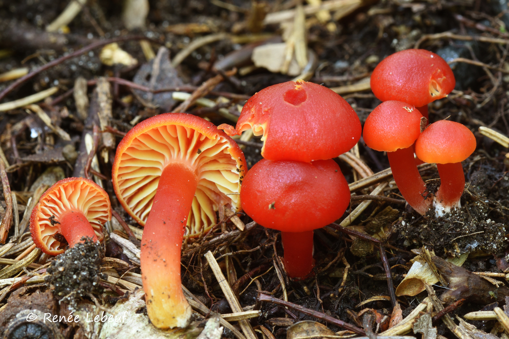 Hygrocybe marchii