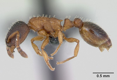 Leptothorax muscorum 