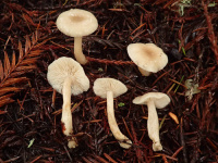 Clitocybe fragrans