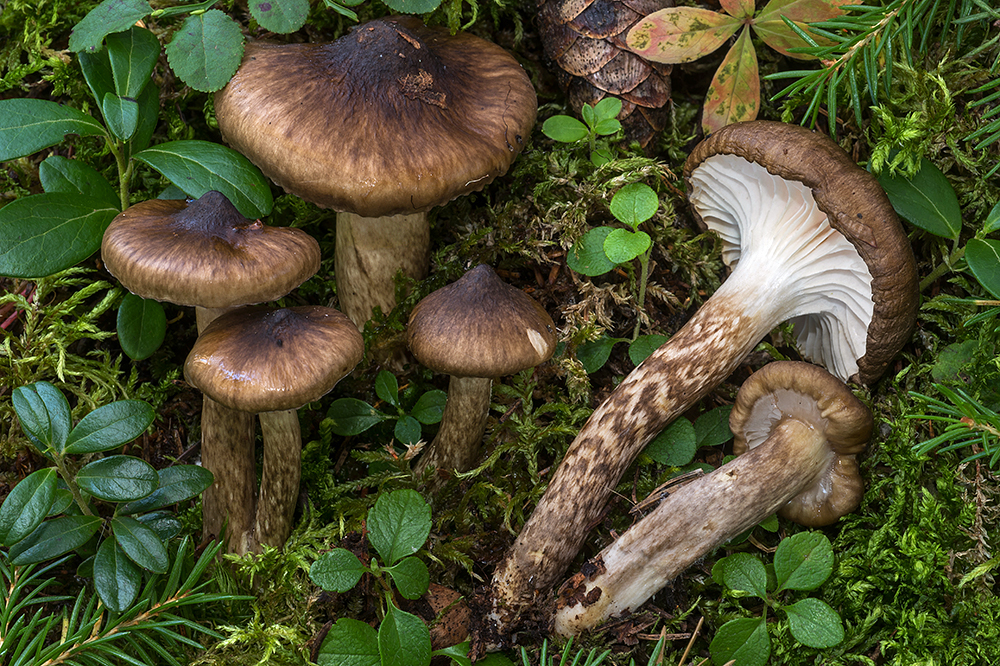 Hygrophorus korhonenii