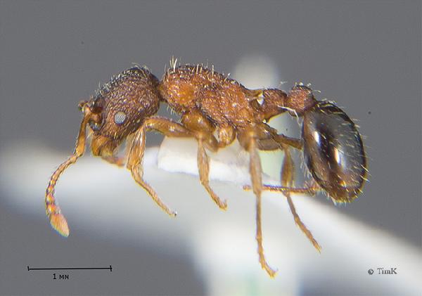 Myrmica lobicornis 