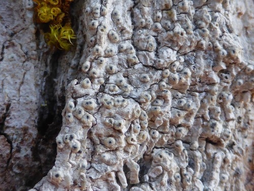 Pertusaria sommerfeltii 