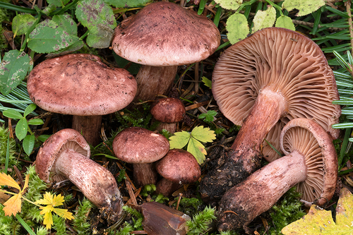 Hygrophorus capreolarius