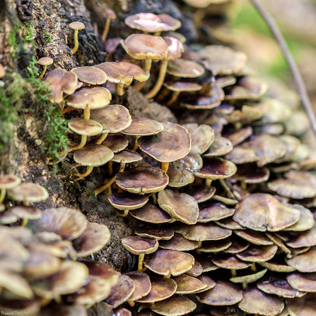 Hypholoma fasciculare 