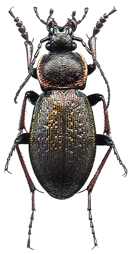 Carabus henningi 