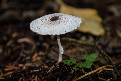 Leucocoprinus brebissonii