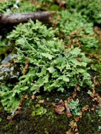 Cladonia turgida 