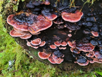 Fomitopsis cajanderi 