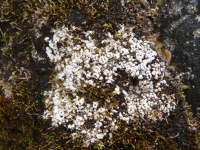 Pertusaria trochiscea 