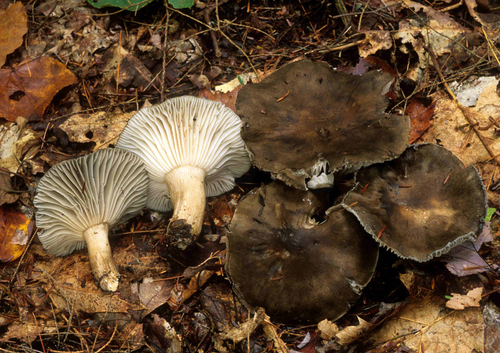 Hygrophorus camarophyllus