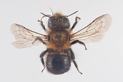 Osmia (Melanosmia) nigriventris