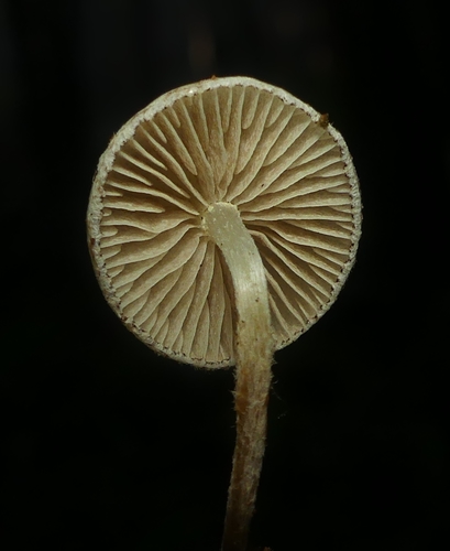 Pholiota scamba