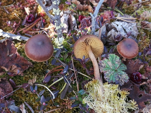 Cortinarius tubarius