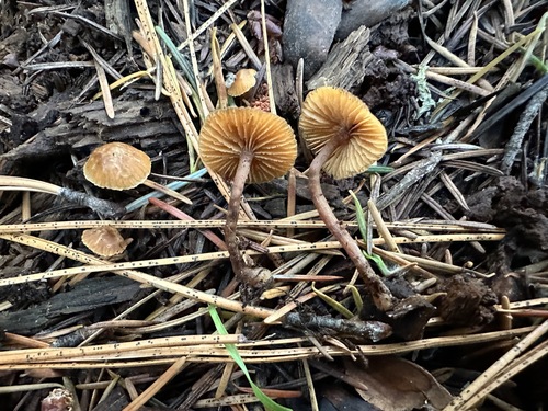 Galerina stylifera