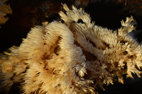 Hericium clathroides