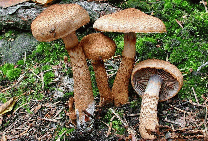 Cortinarius pholideus 