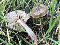 Entoloma cetratum