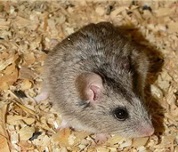 ������������� �������