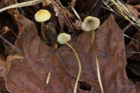 Mycena citrinomarginata