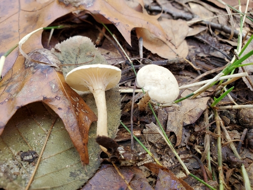 Clitocybe vibecina 