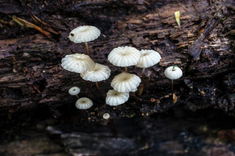 Marasmius rotula