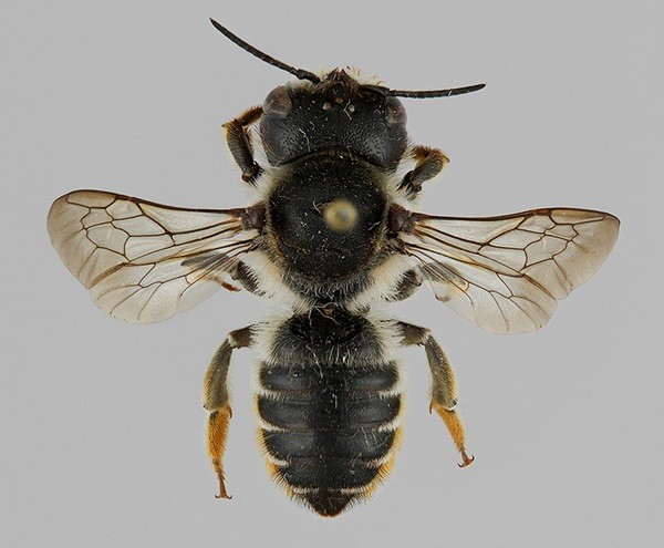 Megachile (Eumegachile) bombycina 