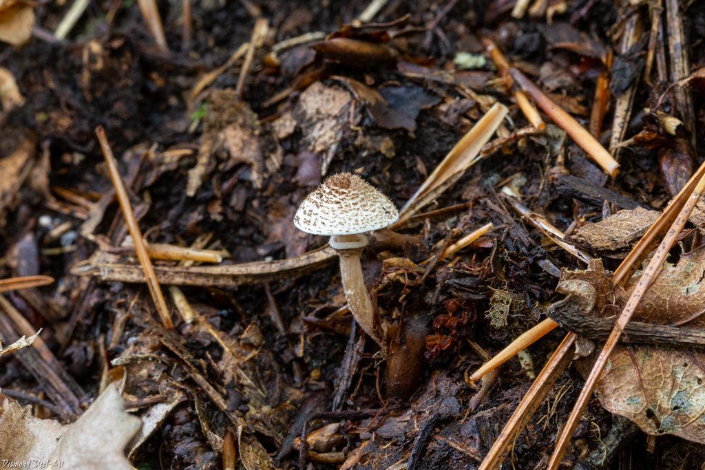 Lepiota felina