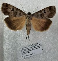 Lygephila ludicra 