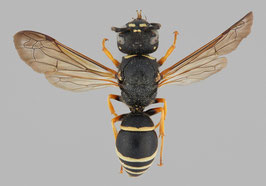 Gymnomerus laevipes 