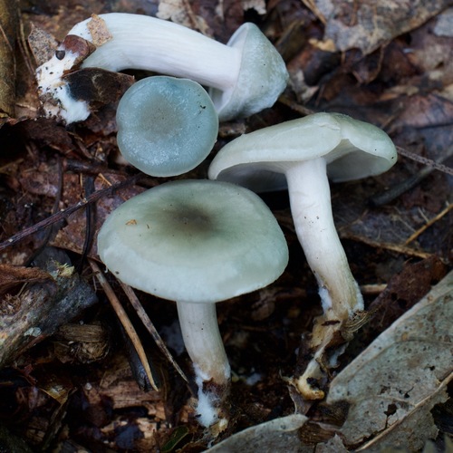 Clitocybe odora 