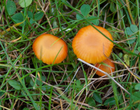 Hygrocybe insipida