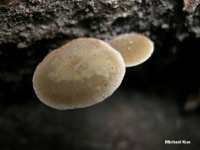 Simocybe centunculus