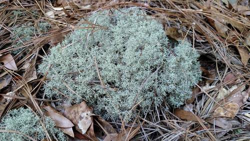 Cladonia ciliata 