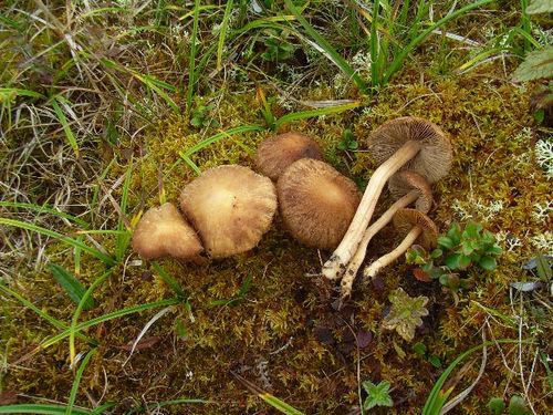 Inocybe leptocystis