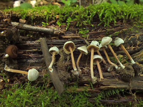 Inocybe petiginosa