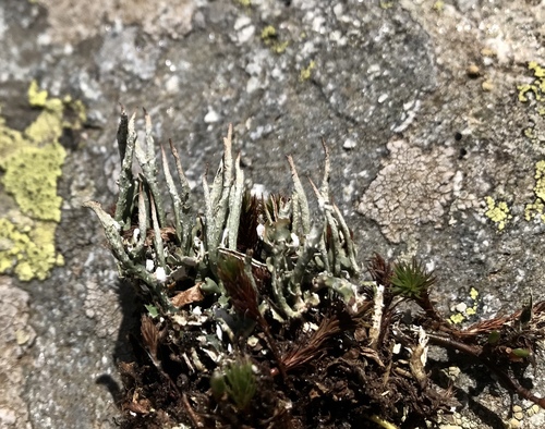 Cladonia macroceras 