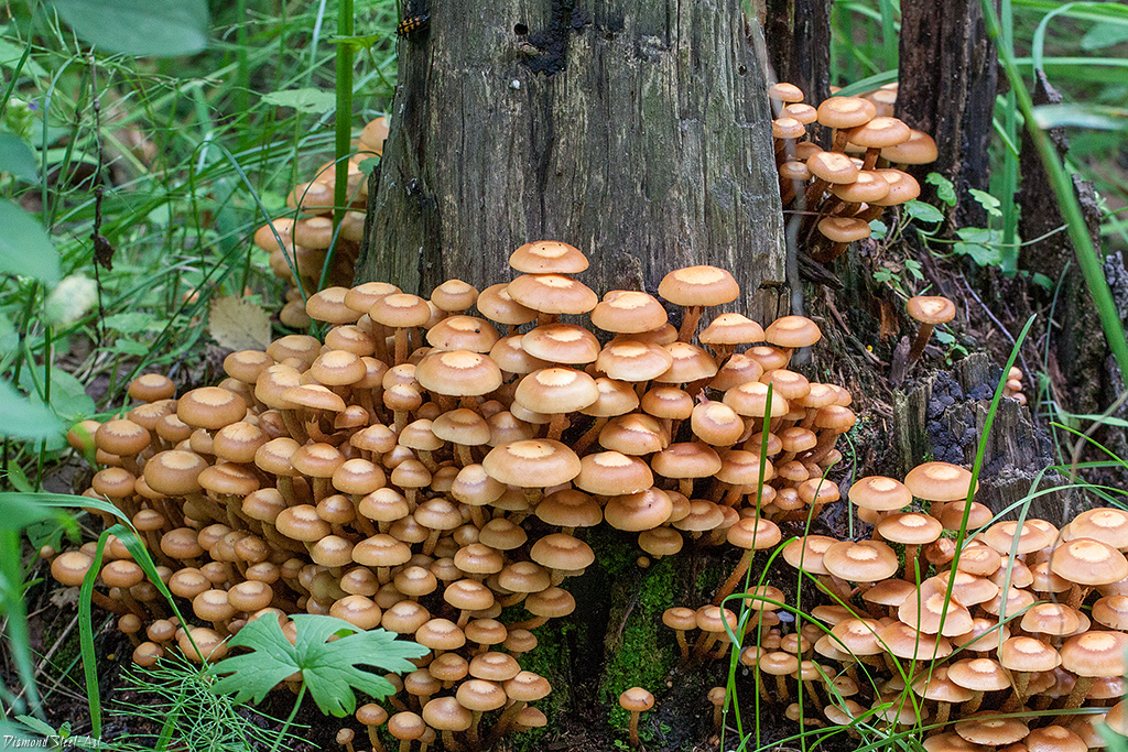 Kuehneromyces mutabilis 