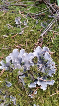 Peltigera rufescens 