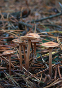 Gymnopus putillus