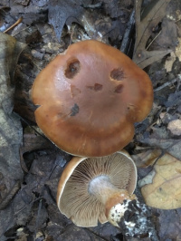 Cortinarius privignoides