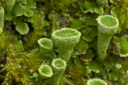 Cladonia humilis 