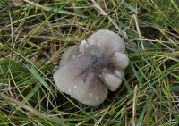 Cuphophyllus fornicatus