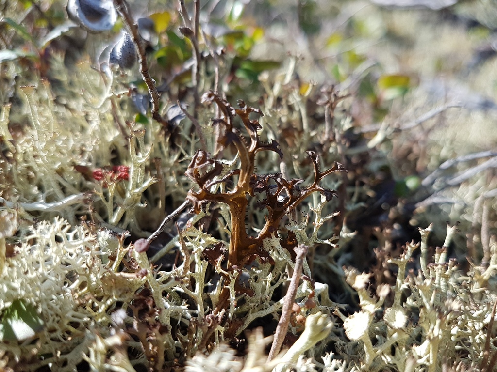 Cetraria laevigata 