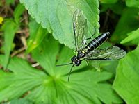 Tenthredo  (Eurogaster) obsoleta 